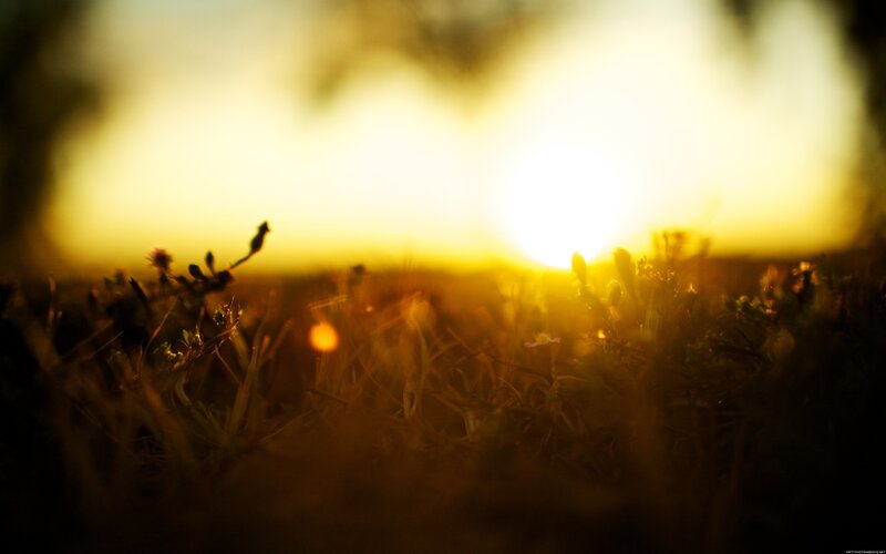 Grass in Sunlight — Yellow, Serene, Sunset