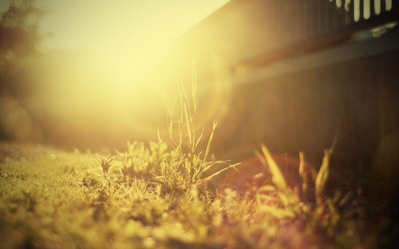 Grass in Sunlight — Yellow, Serene