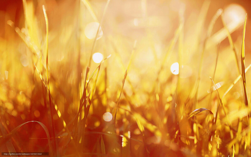 Grass in Sunlight — Yellow, Warm, Sunset, Photograph