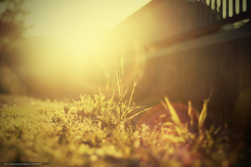 Grass in Sunlight — Yellow, Warm, Sunset