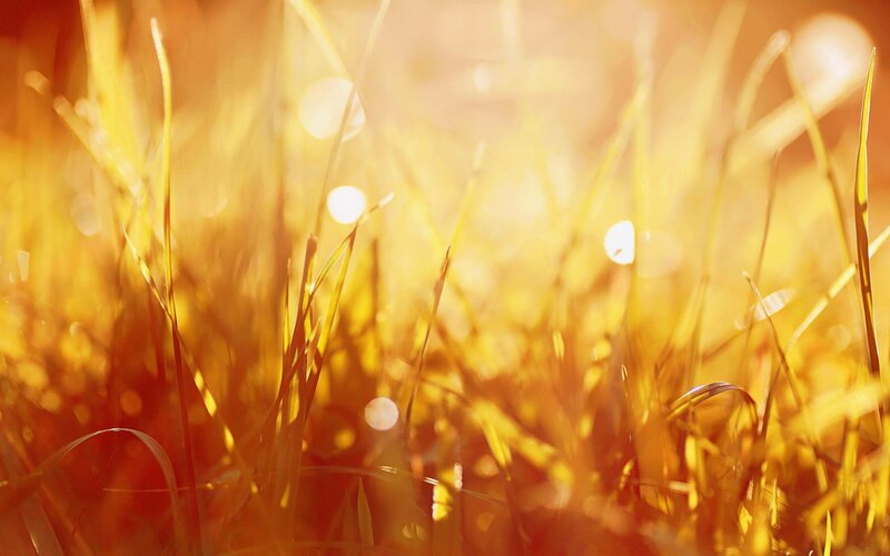 Grass in Sunlight — Yellow, Warm