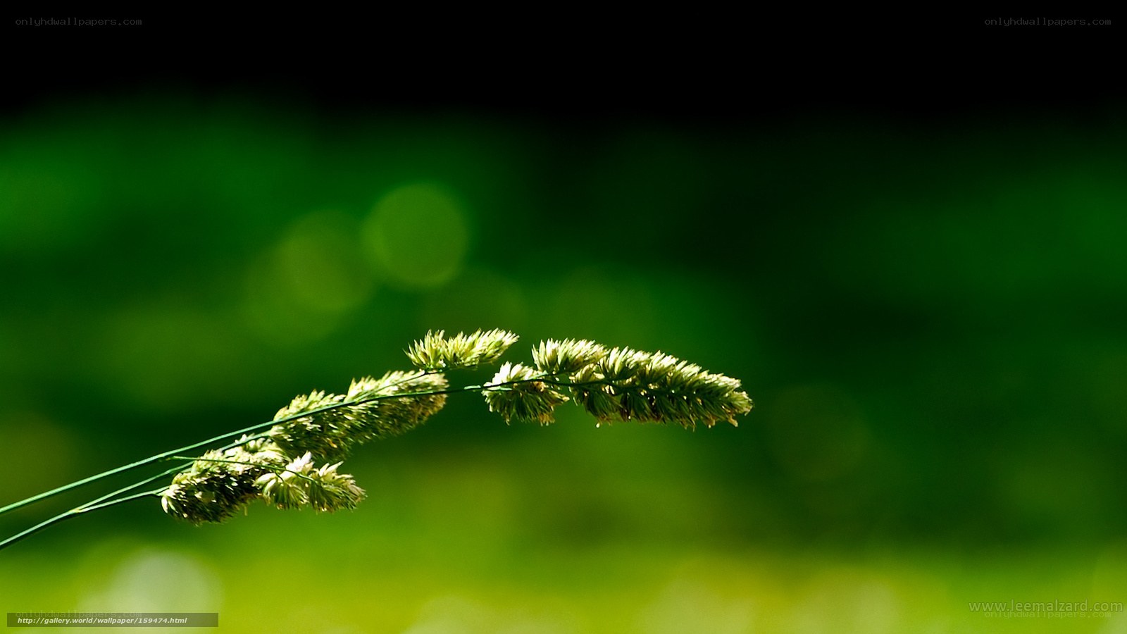 Grass in sunlight