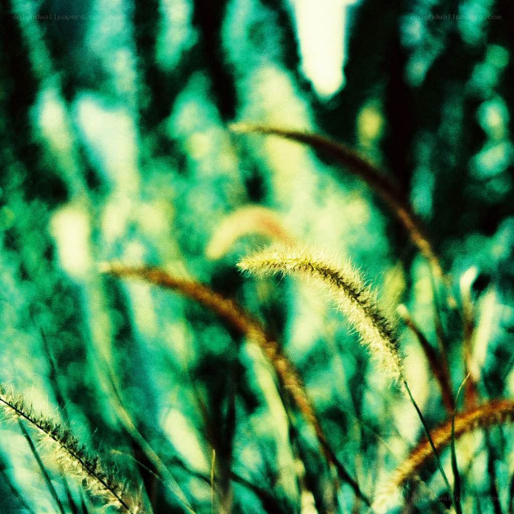 Grass in sunlit field