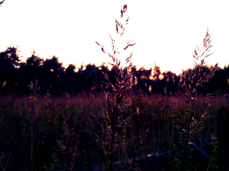 Grass in sunset light