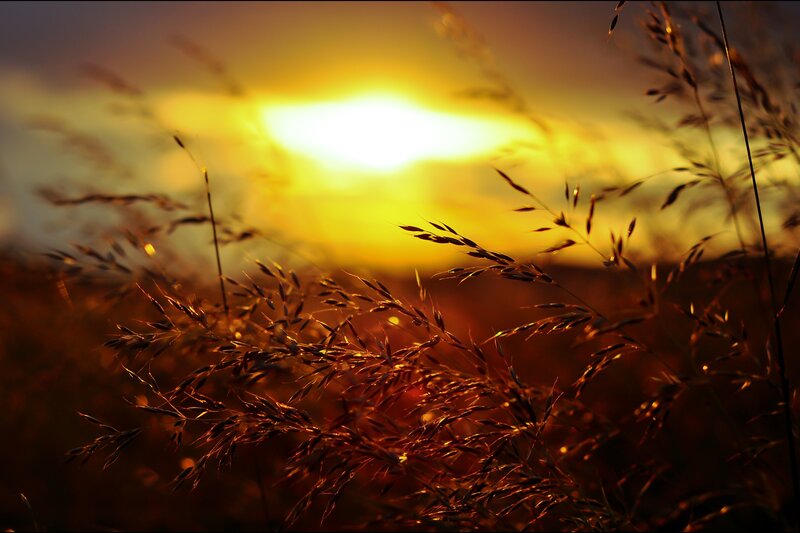 Grass in Sunset Light — Yellow