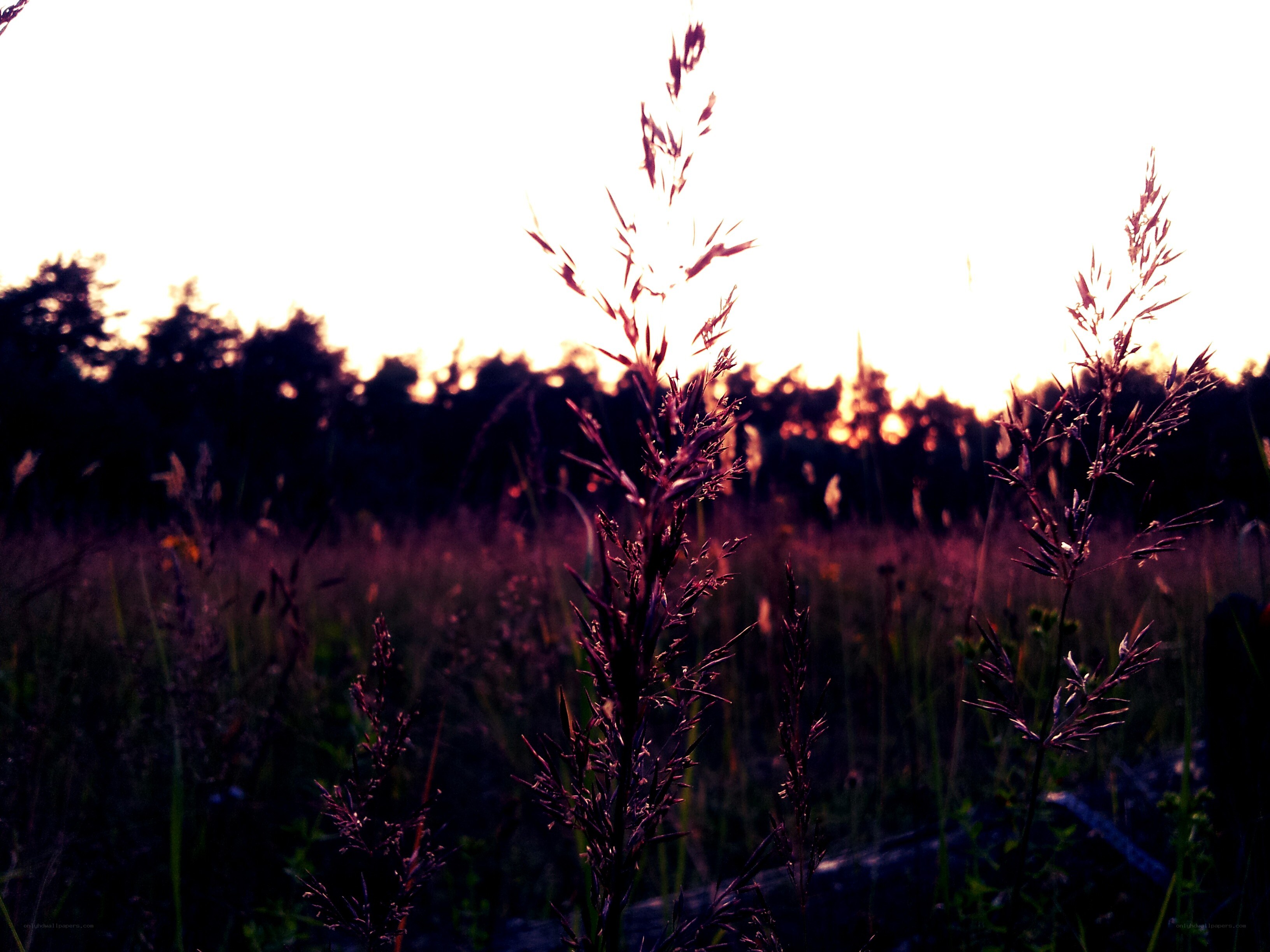 Grass in sunset light