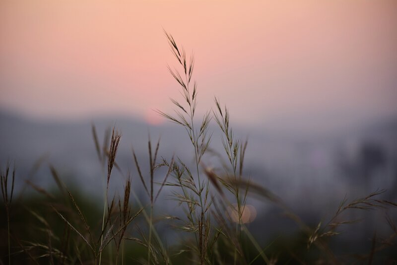 Grass in Sunset