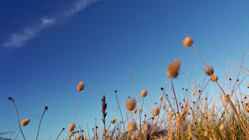 Grass in the blue sky