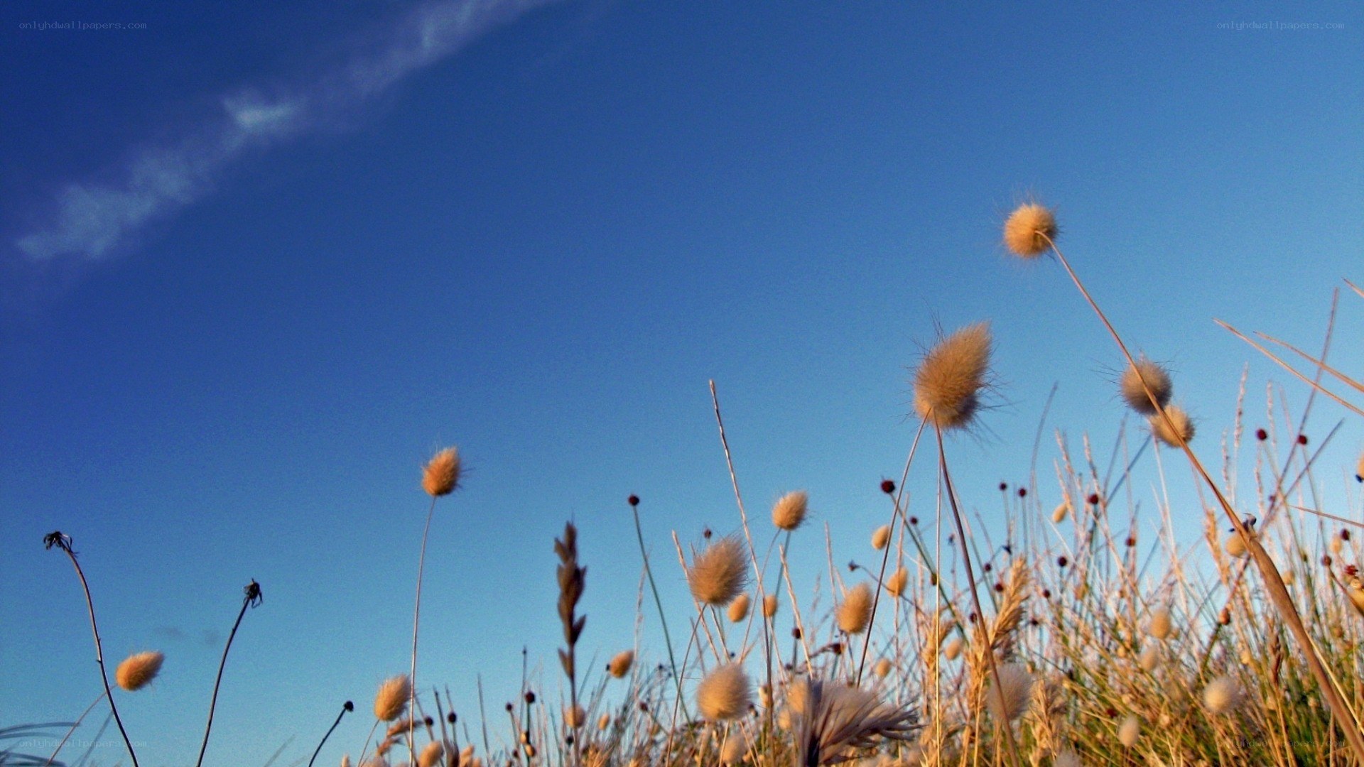 Grass in the blue sky