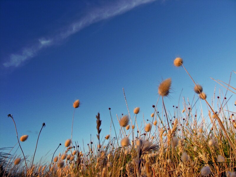 Grass in the blue sky