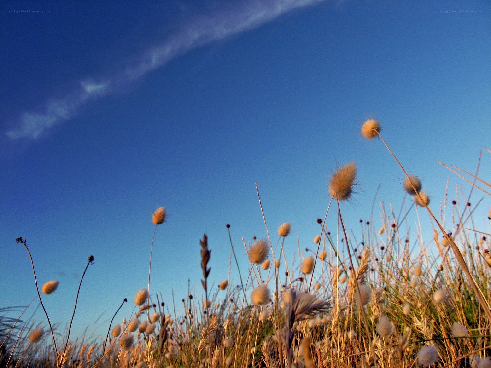 Grass in the blue sky