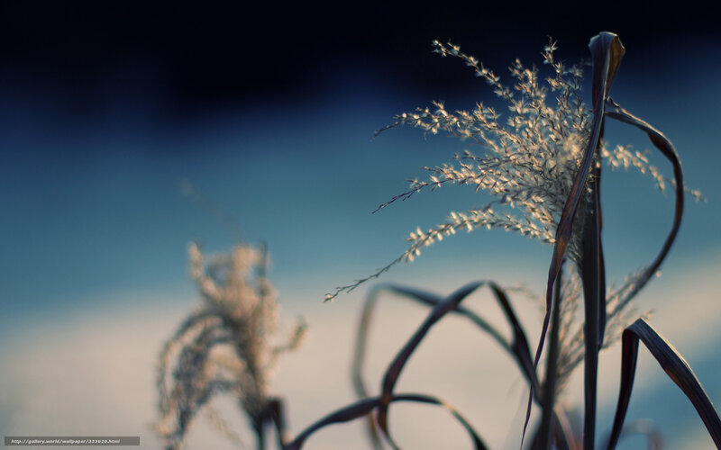 Grass in the evening light