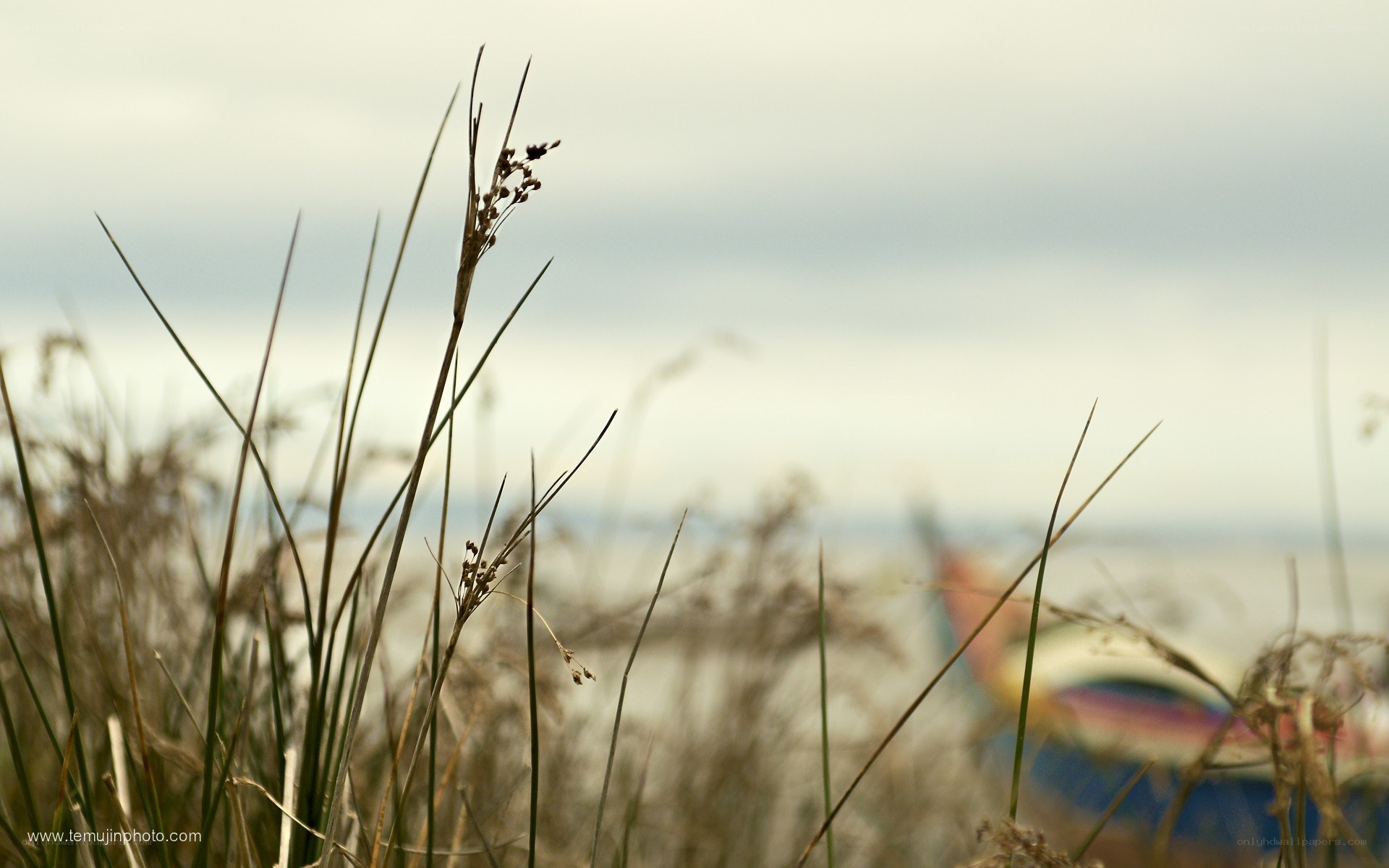 Grass in the foreground with a boat