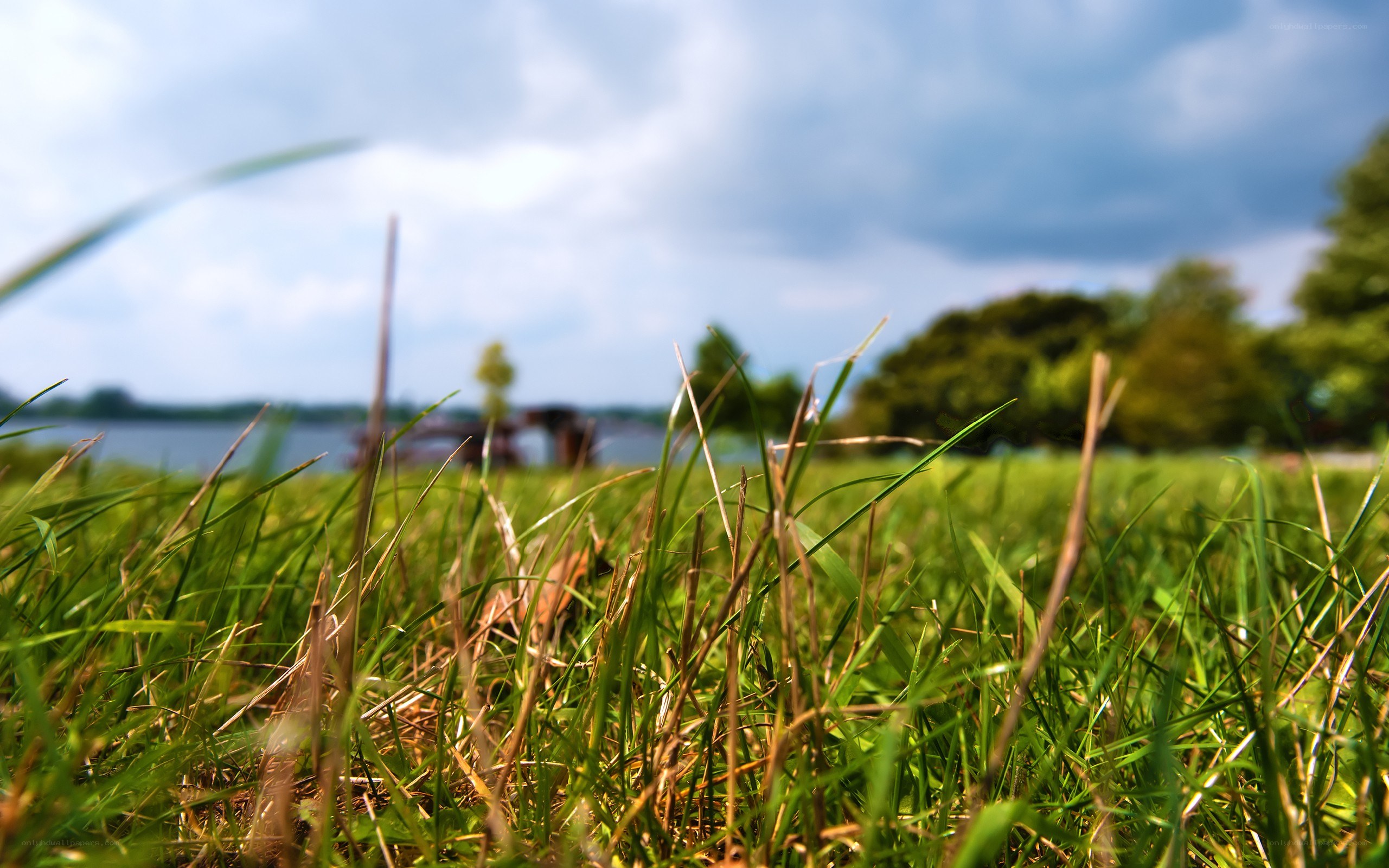 Grass in the foreground with lake