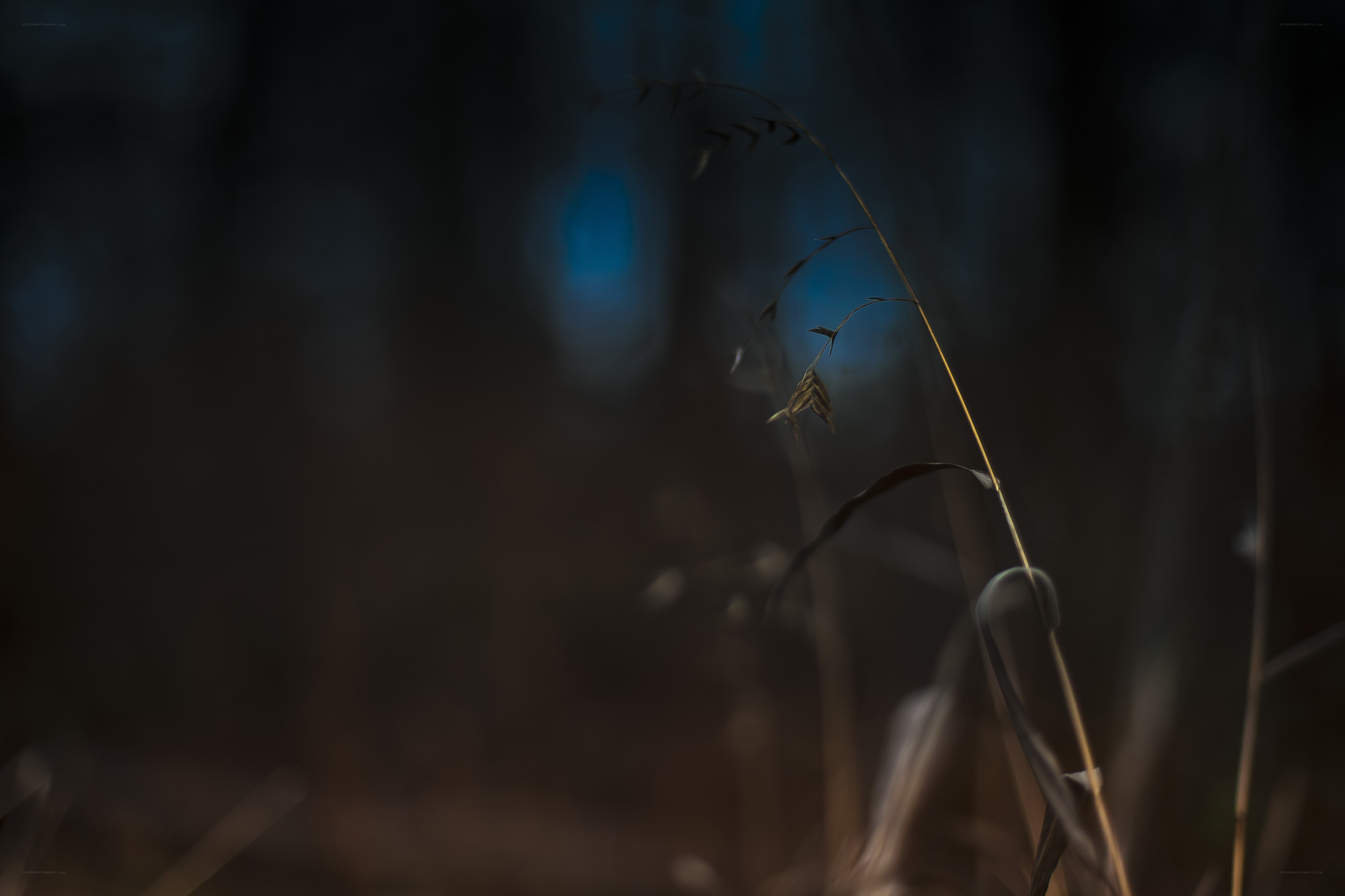 Grass in the forest