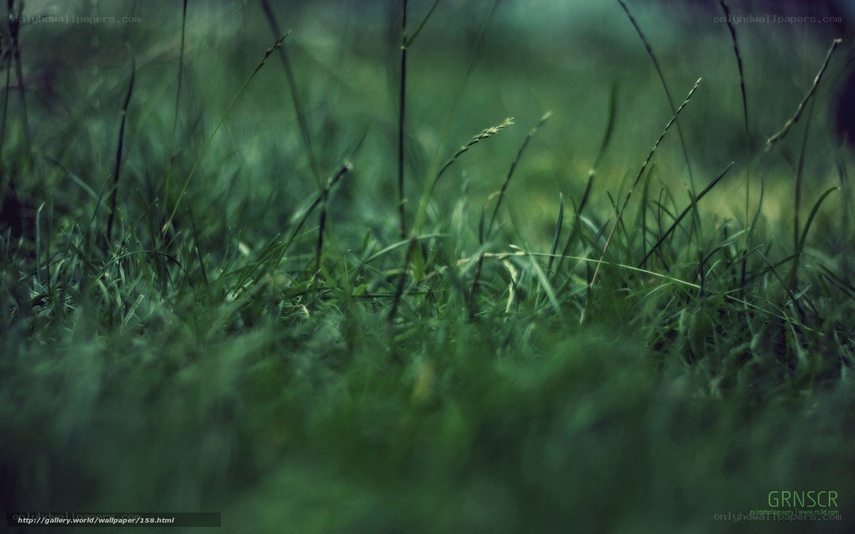 Grass in the forest