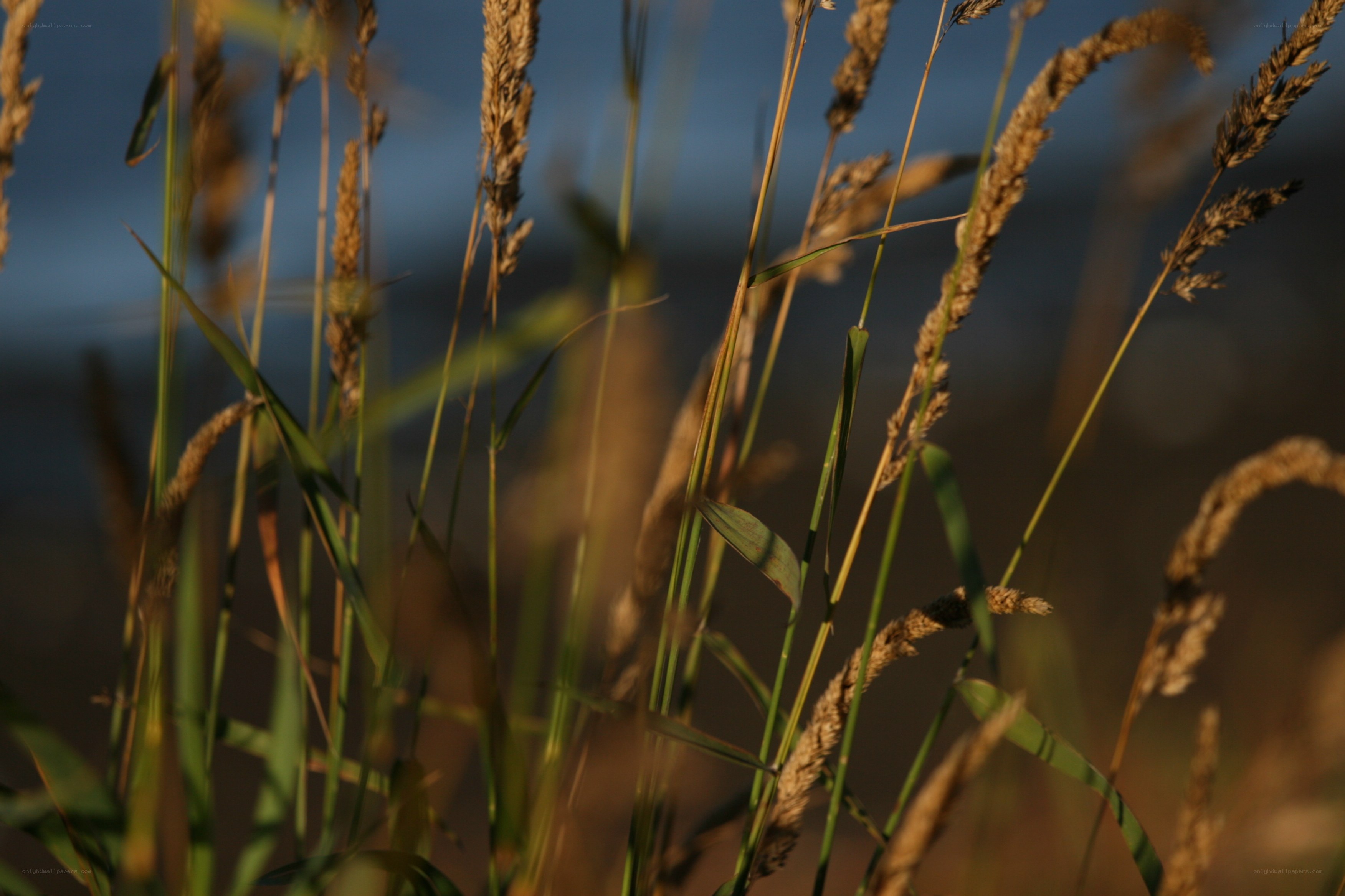 Grass in the golden light