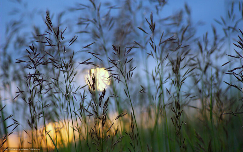 Grass in the Moonlight