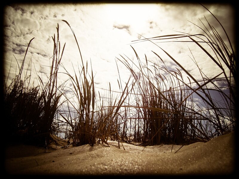 Grass in the sand at sunset
