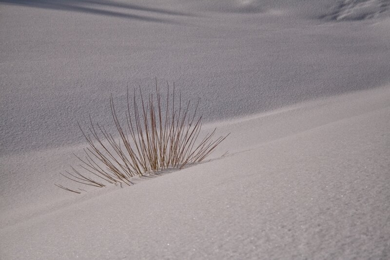 Grass in the snow