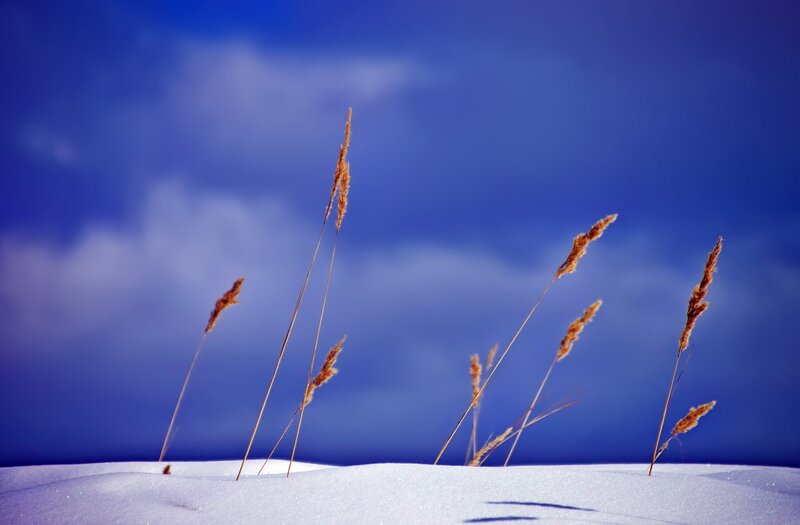 Grass in the snow
