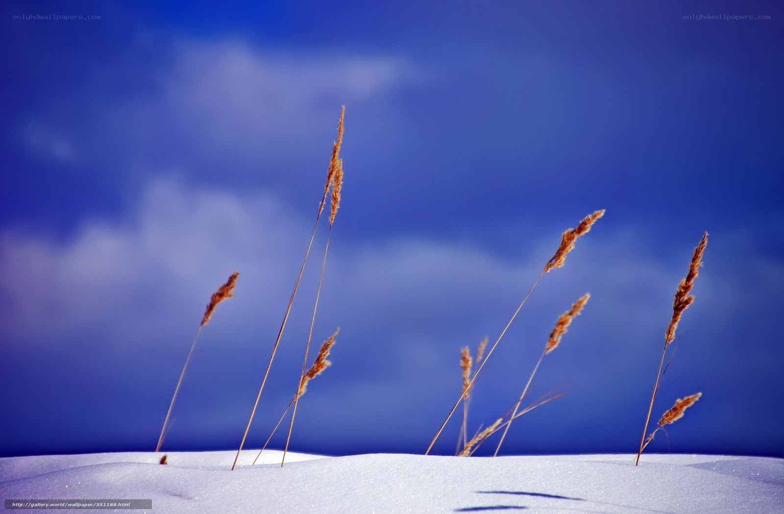 Grass in the snow
