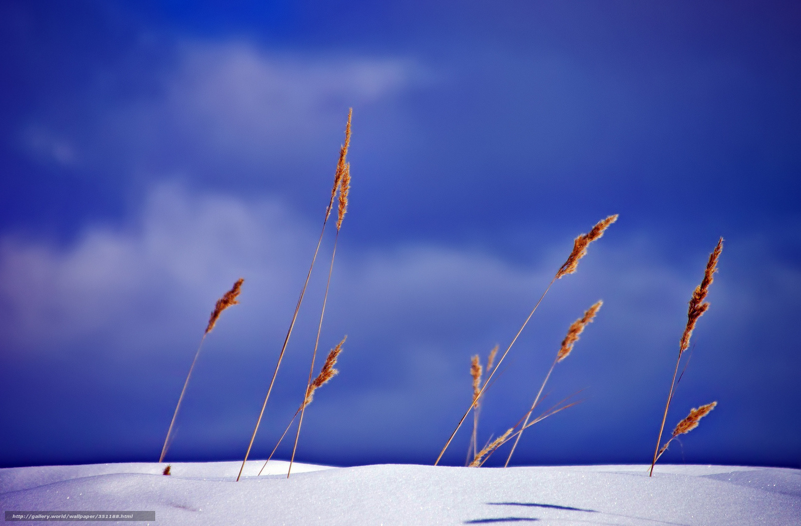 Grass in the snow