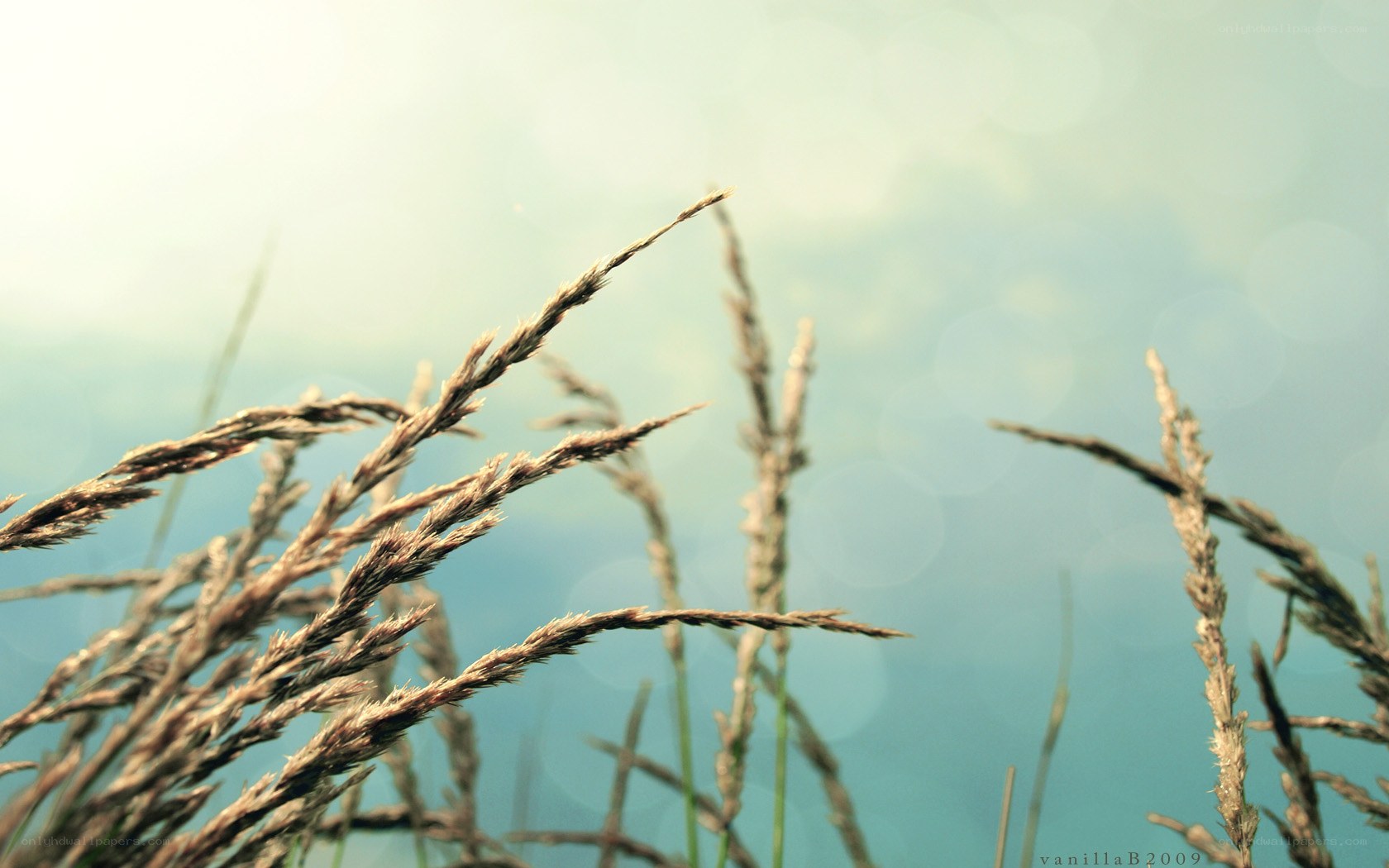 Grass in the Sunlight