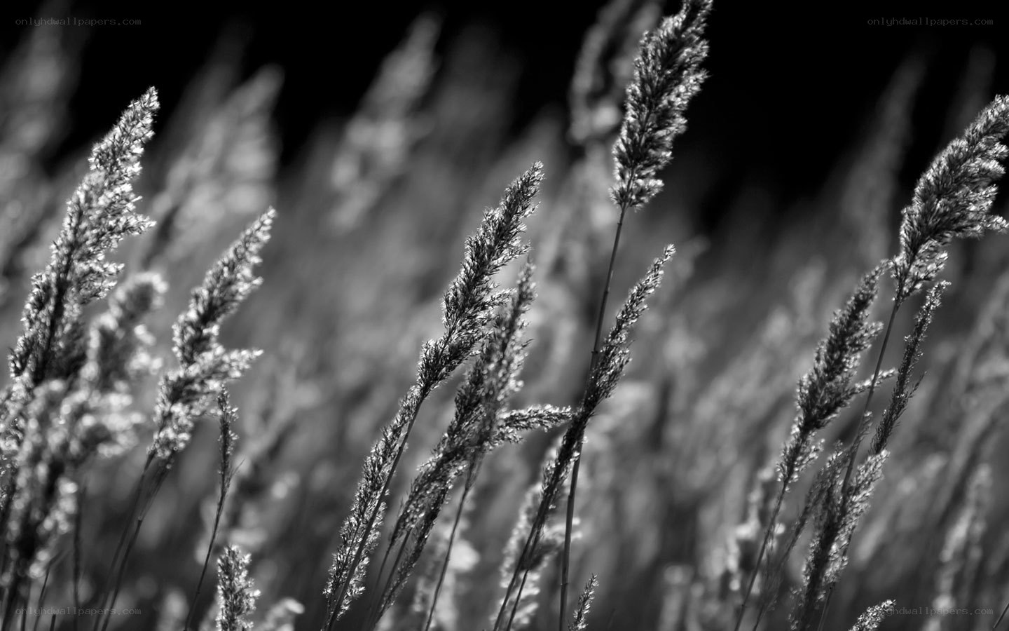 Grass in the Sunlight