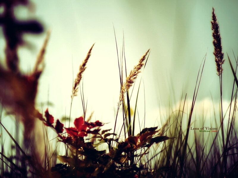 Grass in the Sunlight