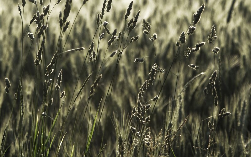 Grass in the Sunlight