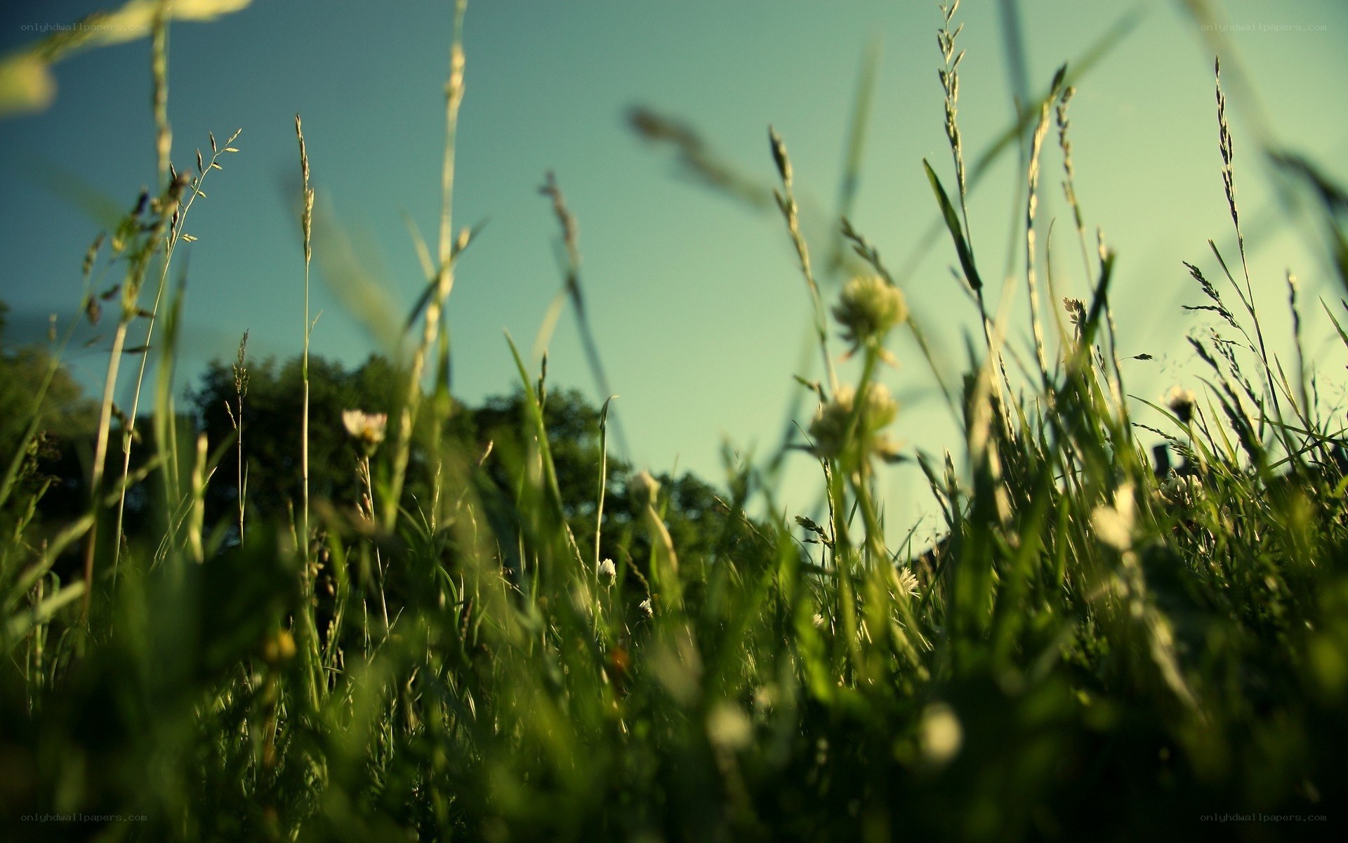Grass in the sunlight