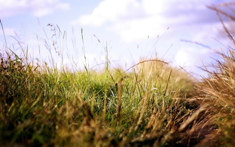Grass in the sunlight