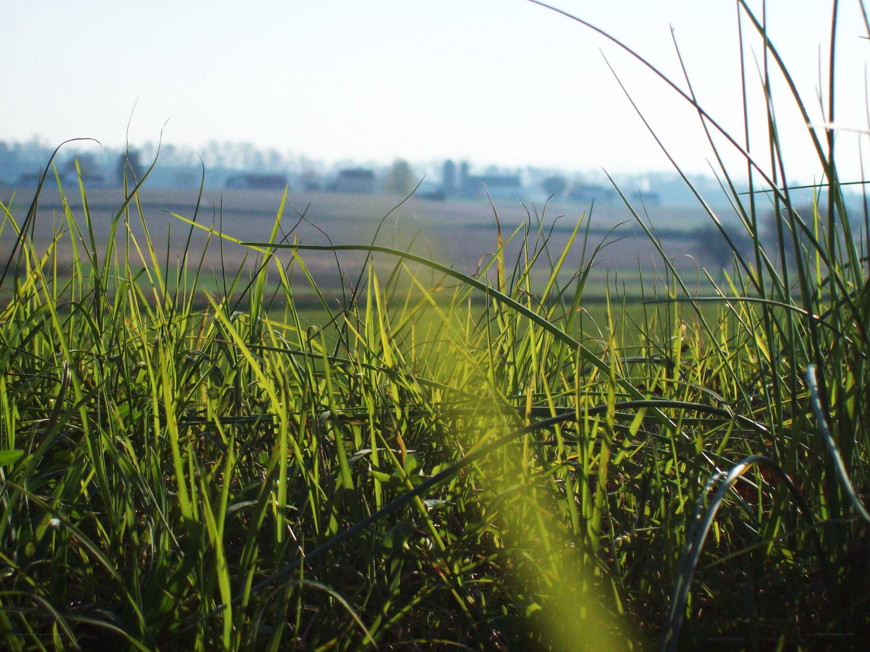 Grass in the sunlight