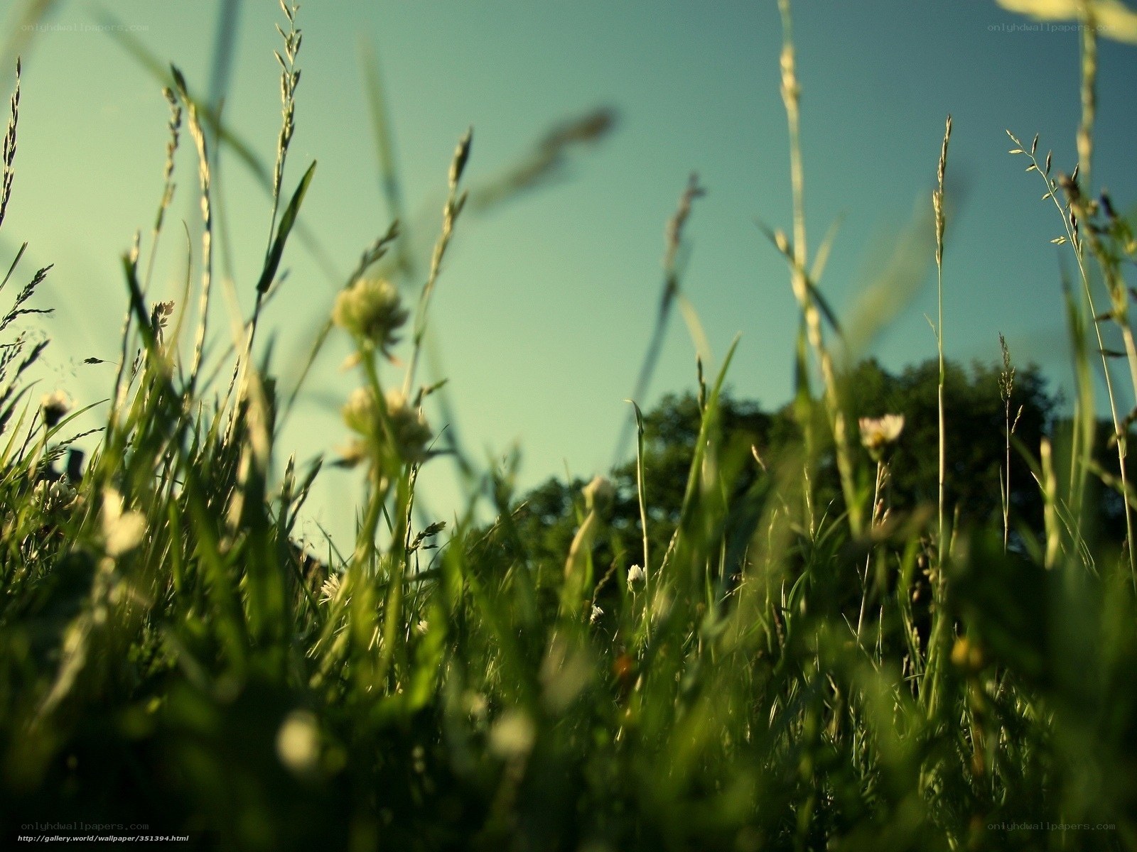 Grass in the sunlight