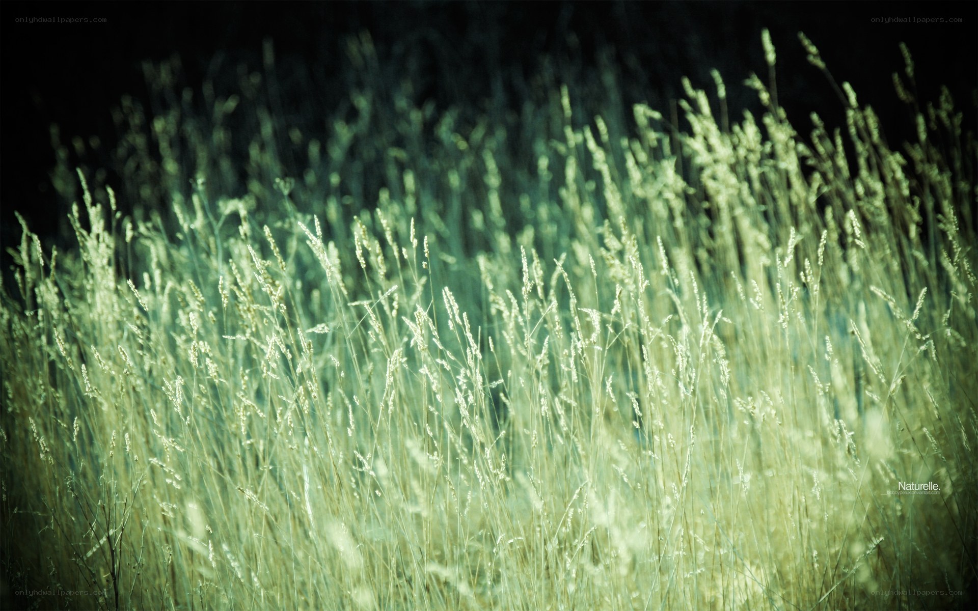 Grass in the Sunlight