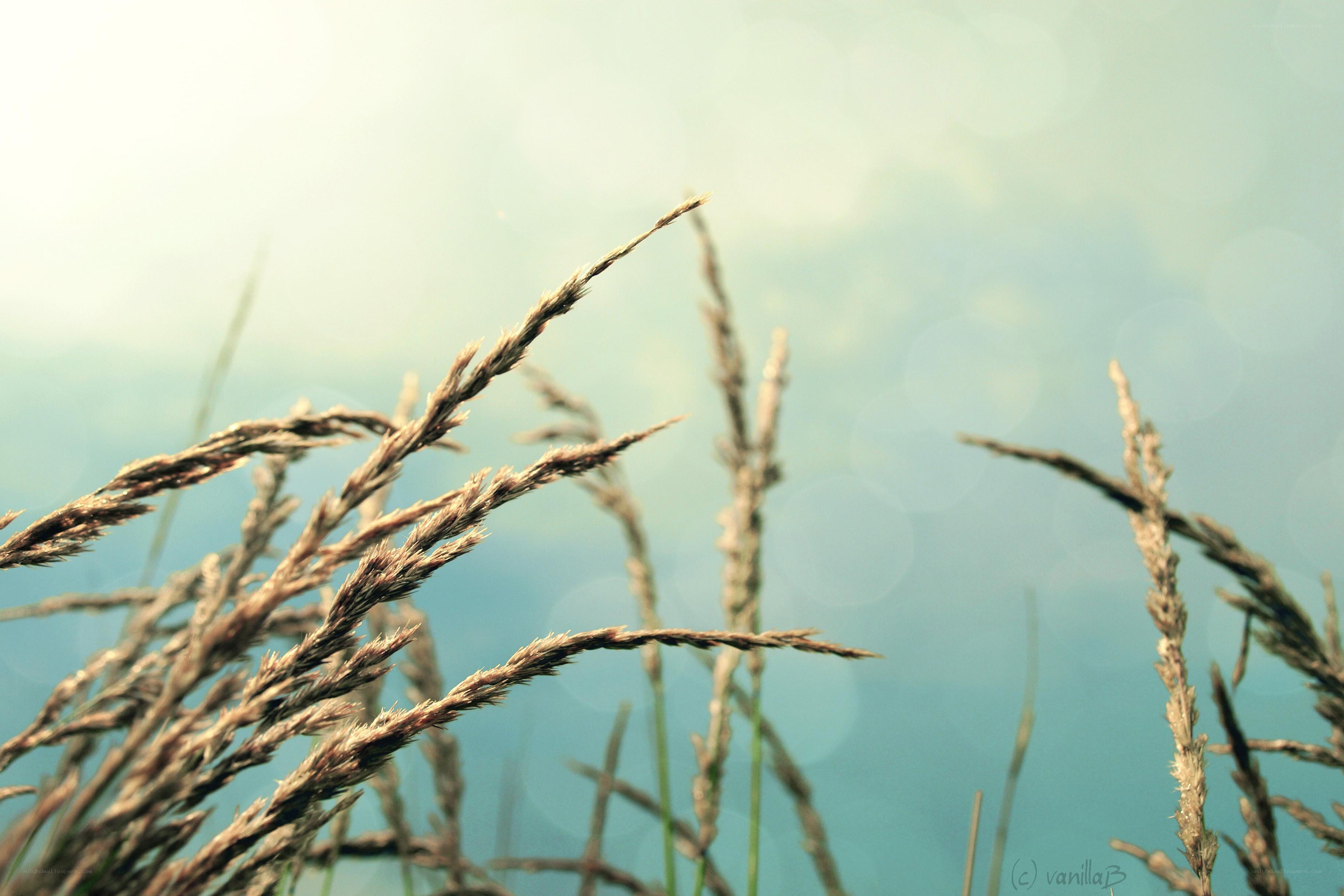 Grass in the Sunlight