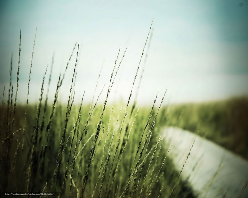 Grass in the Sunlight