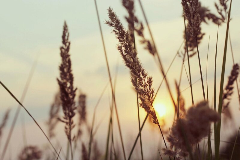 Grass in the sunset