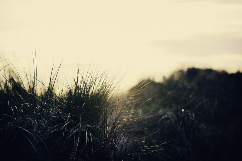Grass in the Sunset Light