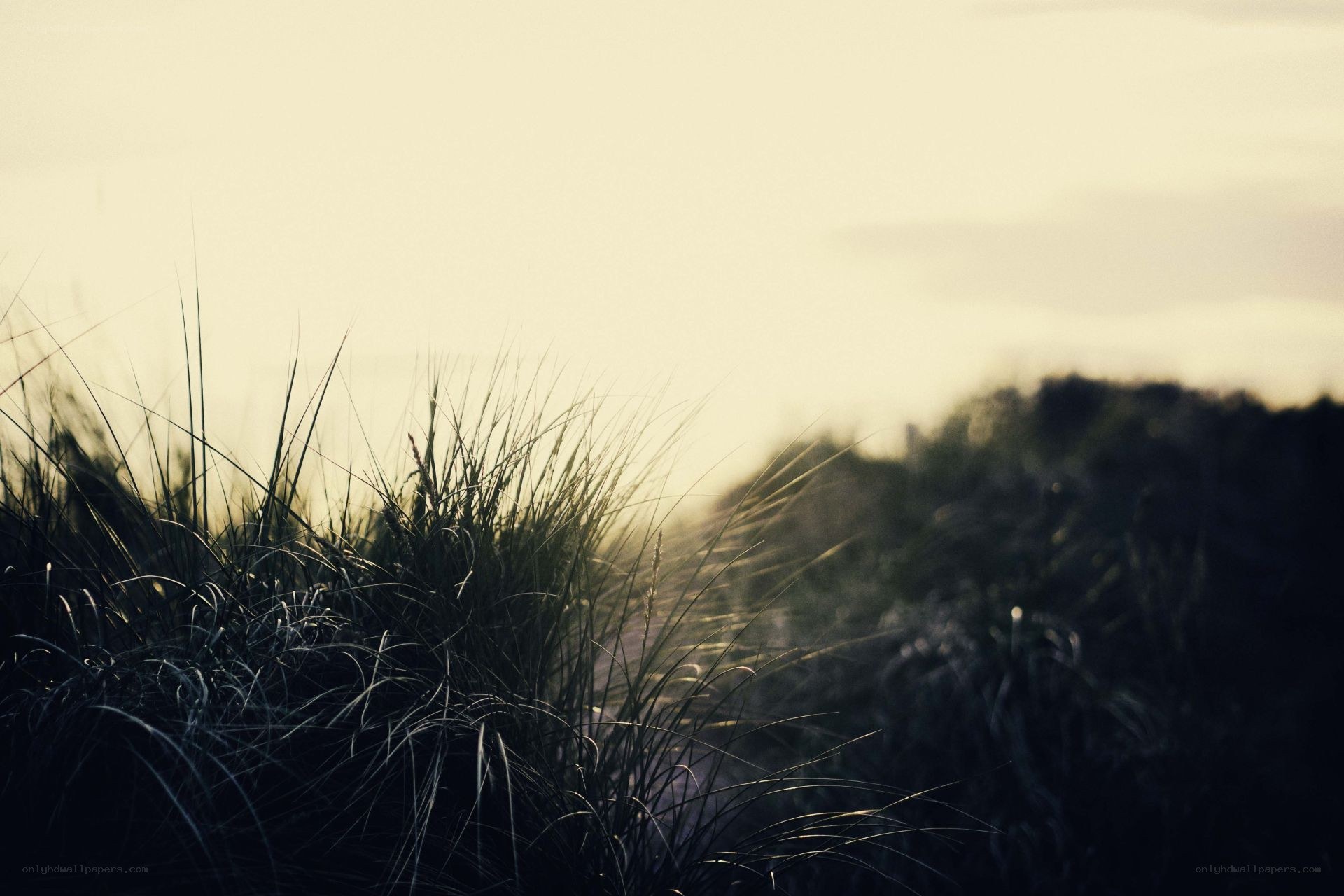 Grass in the Sunset Light