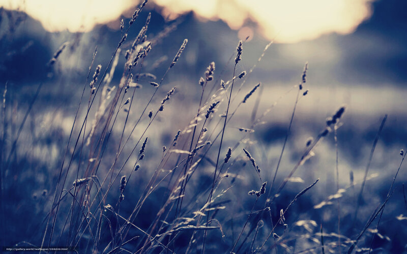 Grass in the Sunset Light