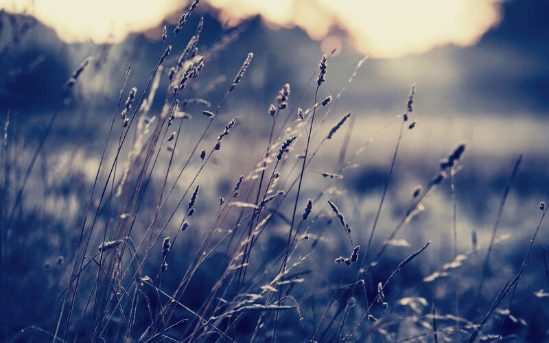 Grass in the Sunset