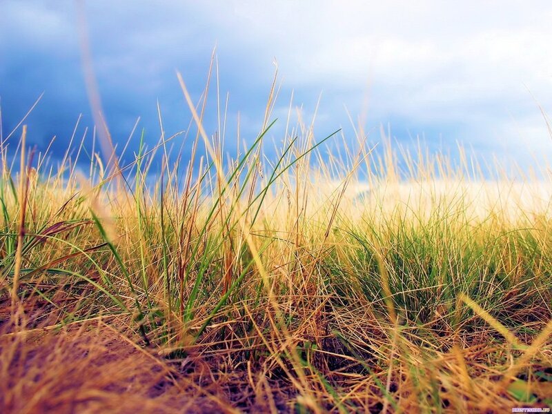 Grass in the Wind