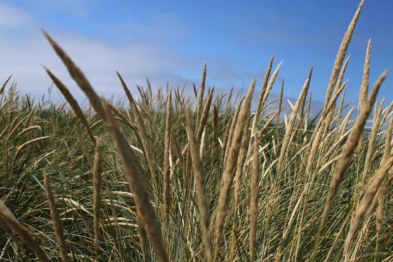 Grass in the wind