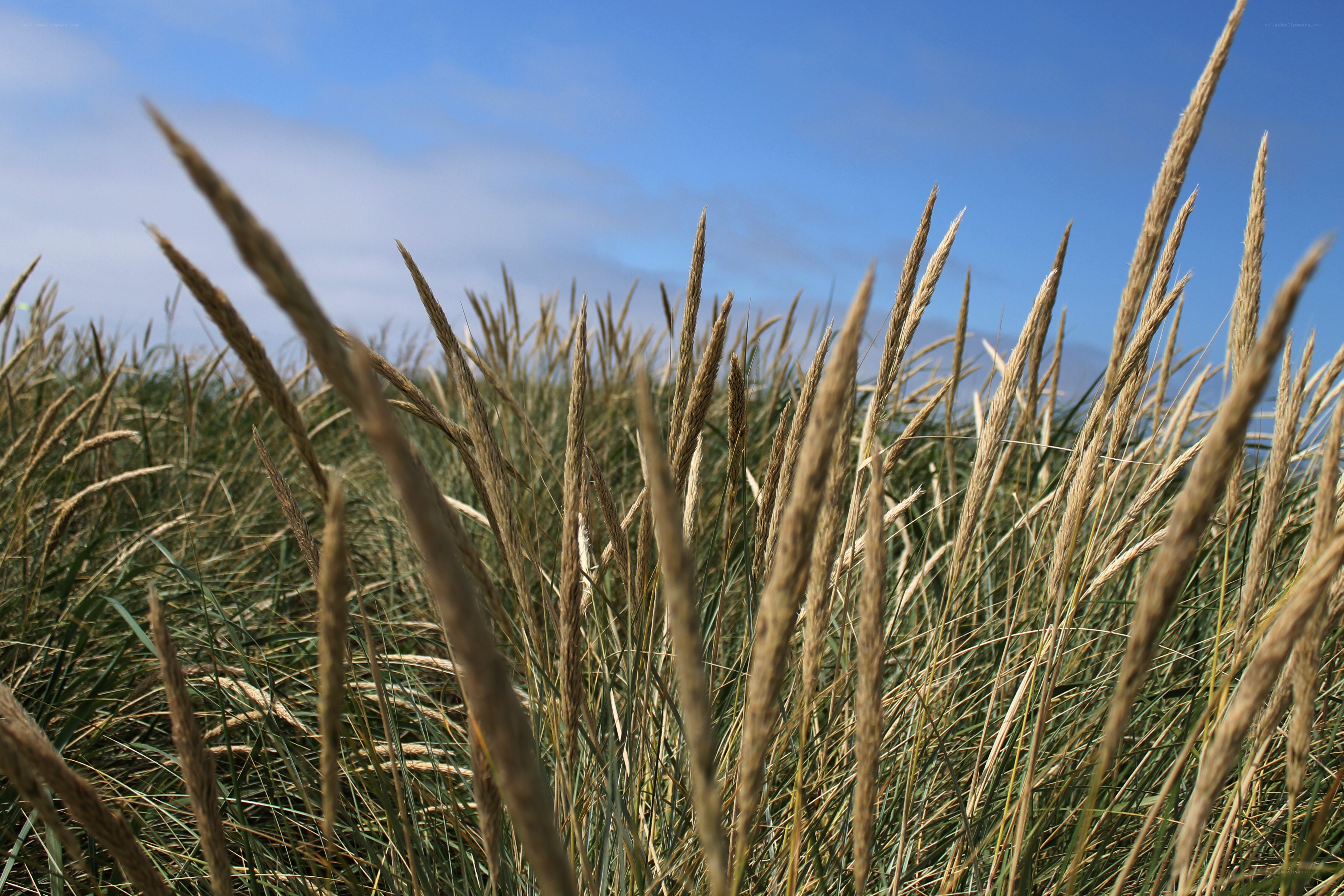 Grass in the wind