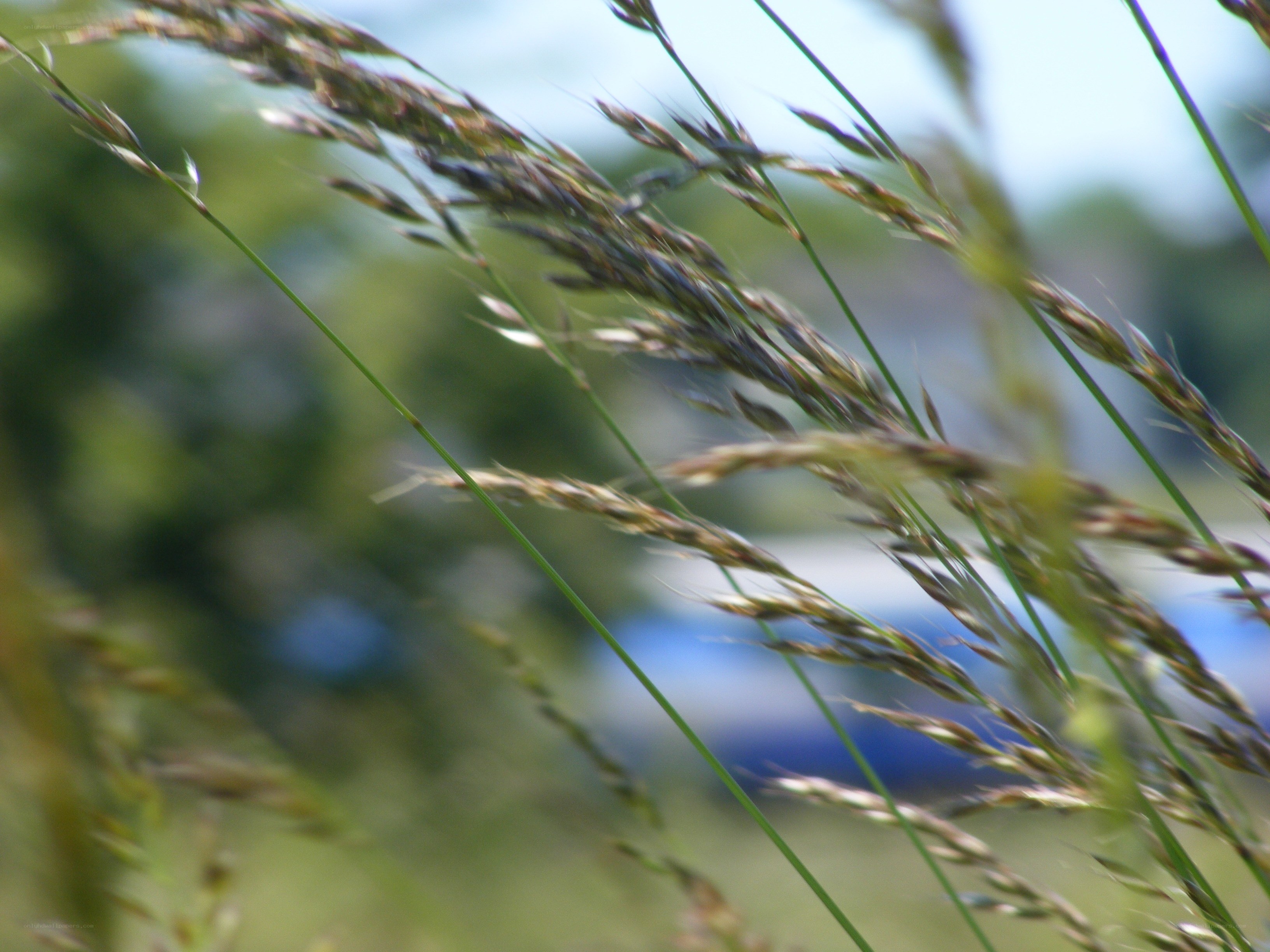 Grass in the Wind