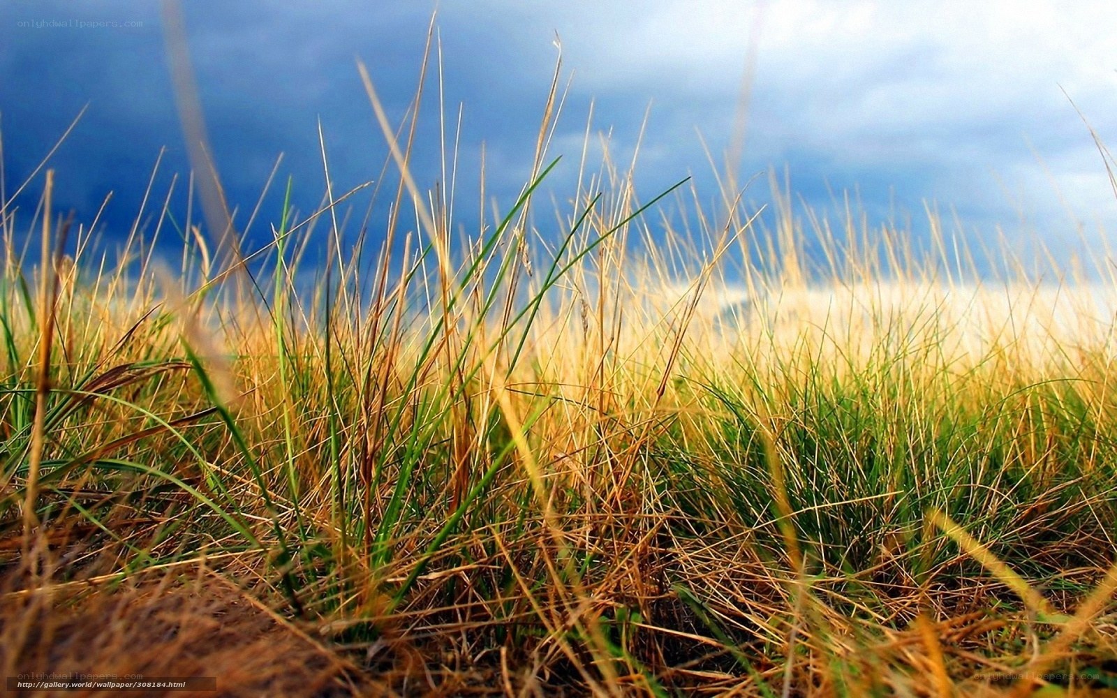 Grass in the Wind