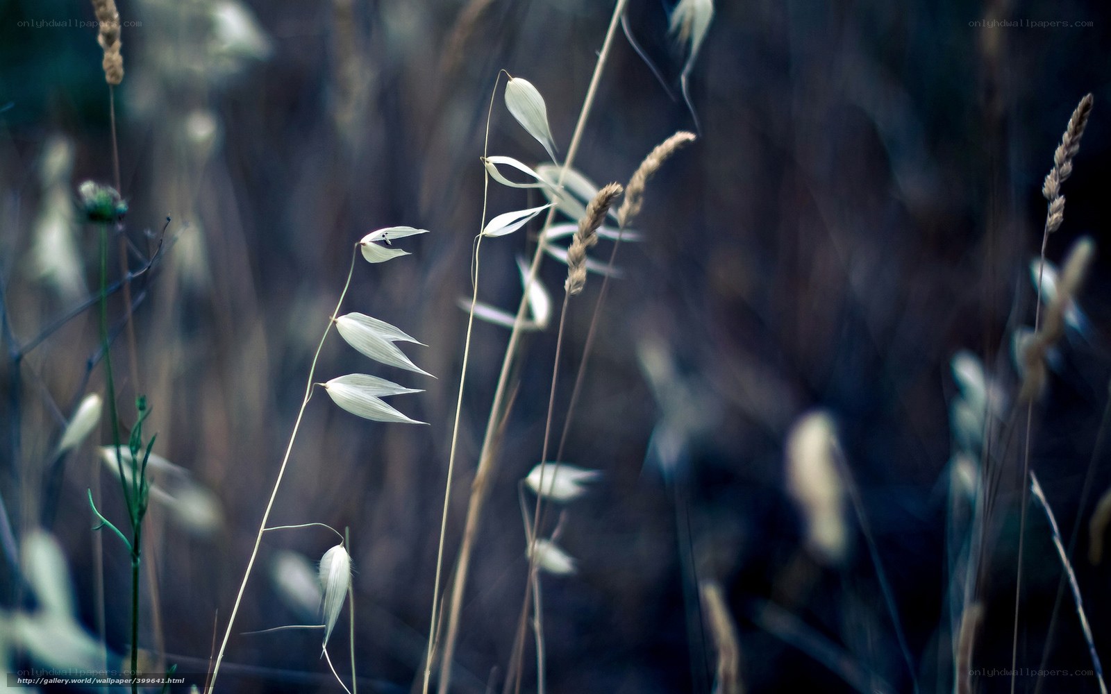 Grass in the Wind