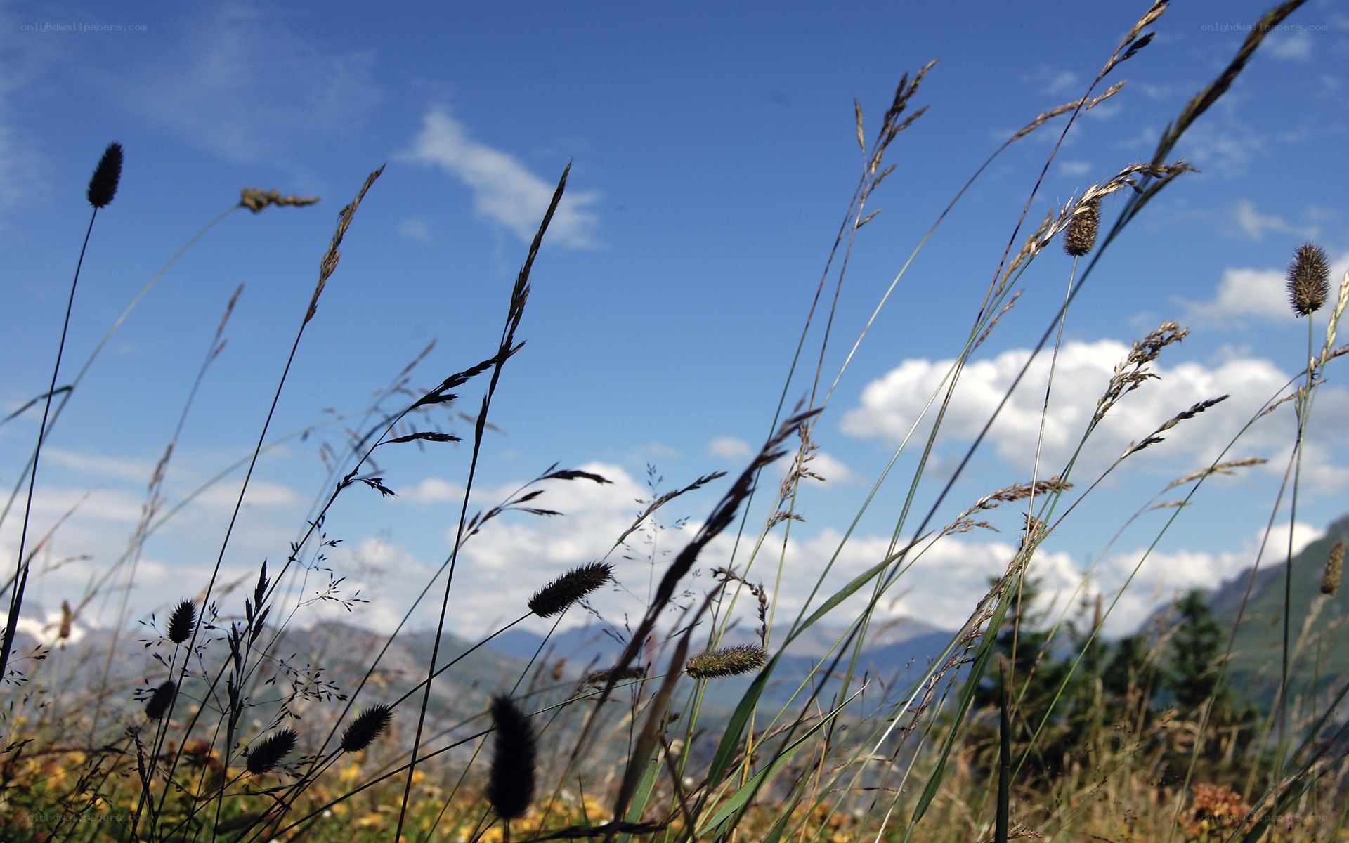Grass in the wind against mountains